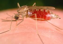 malaria2