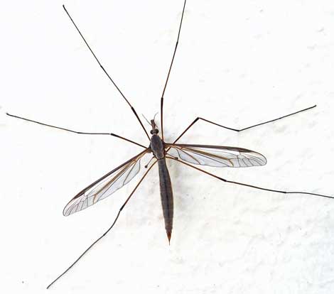 mosquito35673657