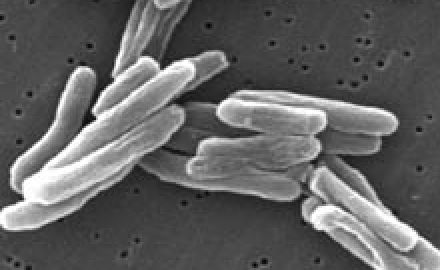 Mycobacterium_tuberculosis