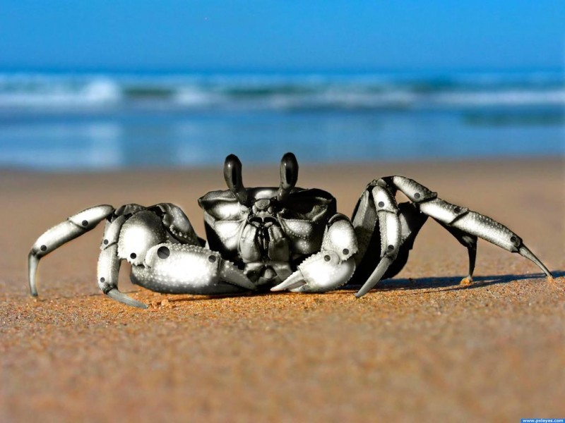 Crab_robot_Wallpaper_rljxu-800x600