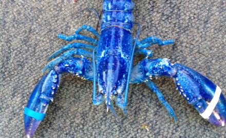 120612011118-blue-lobster-story-top