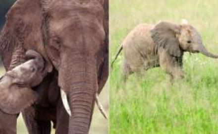 Descubren-la-causa-de-los-prolongados-embarazos-de-las-elefantas