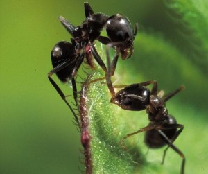 Dos-hormigas-en-una-hoja-300x251