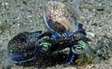 Los-calamares-Euprymna-tasmanica-en-su-ejercicio-favorito-300x173