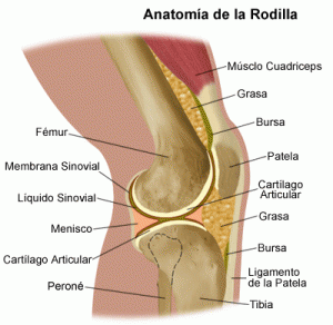 La-Articulacin-de-la-Rodilla-300x292