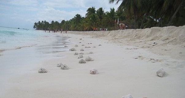 Isla-Saona