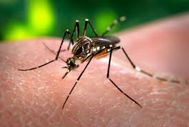 mosquito_del_dengue356787654