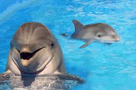 6a00d834518de369e20192ac268289970d-800wi_delfines