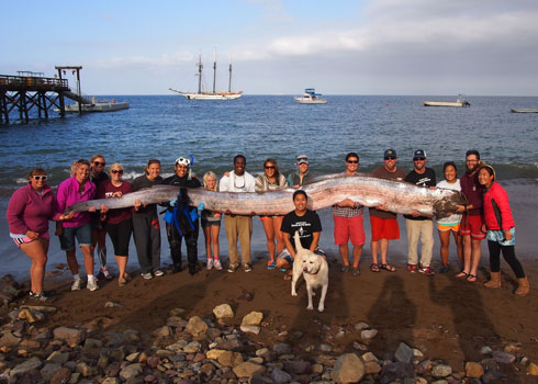 Serpiente marina gigante en California