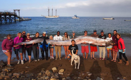 serpiente-marina-california