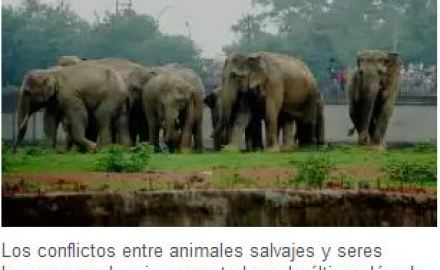 domadora_de_elefantes