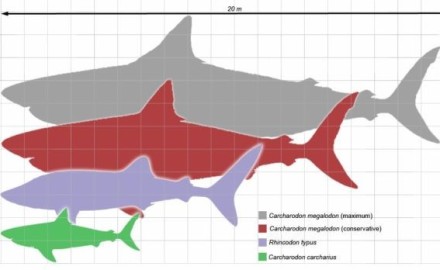 megalodon_scale1