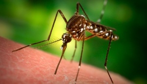 Curiosidades-que-no-sabias-sobre-los-mosquitos