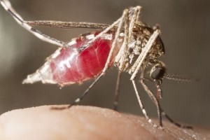 Los-mosquitos-pueden-emborracharse-alimentandose-de-un-ebrio-2