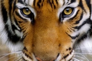 170917__tiger-eyes-iii_p