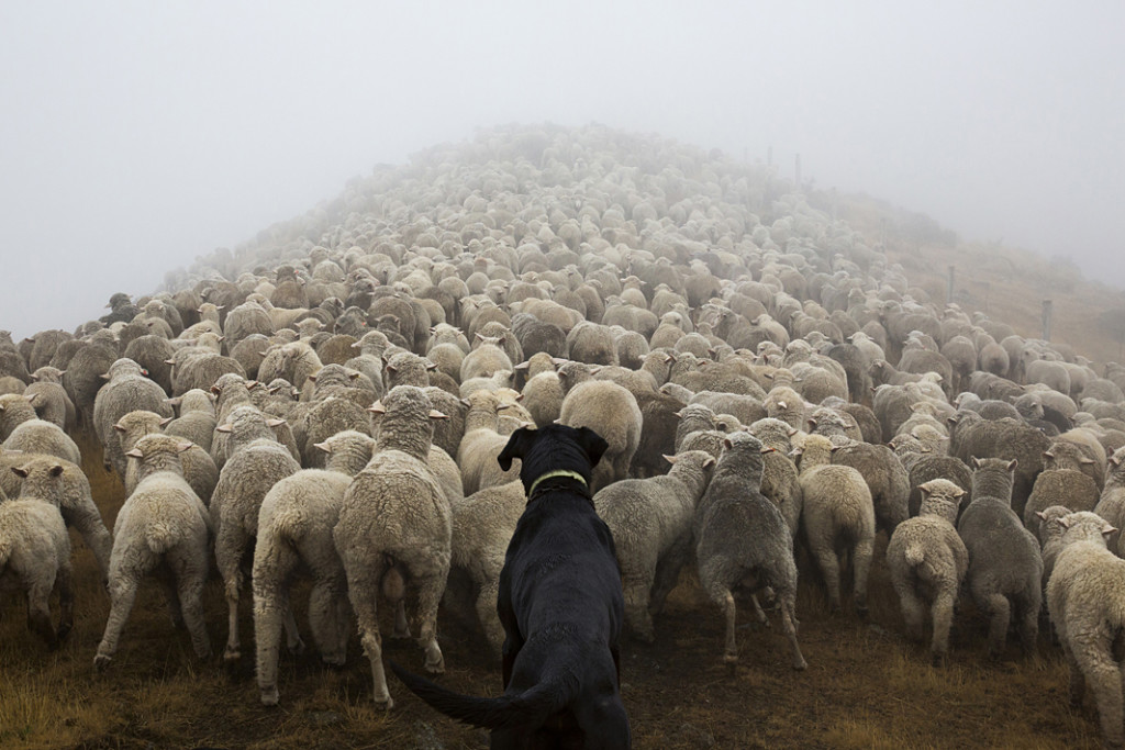Perro pastor guiando un rebaño   