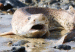 110920151239_dogfishspl304