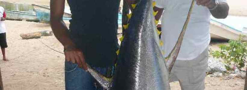 P1190675pesces