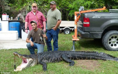Tim-Stroh-capturo-gran-caiman-cana-pescar1
