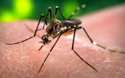 110825065349_mosquito_304x171_ap