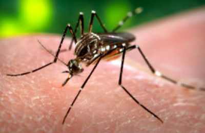 110825065349_mosquito_304x171_ap