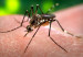 110825065349_mosquito_304x171_ap