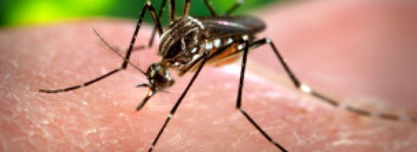 110825065349_mosquito_304x171_ap