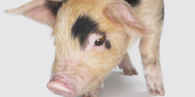 111021120903_cerdo_304x171_spl_nocredit