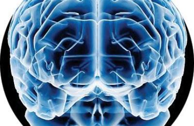 cerebro34656