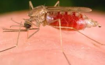malaria2