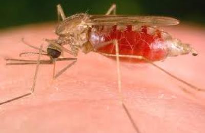 malaria2