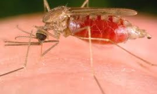 malaria2