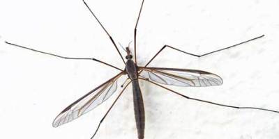 mosquito35673657
