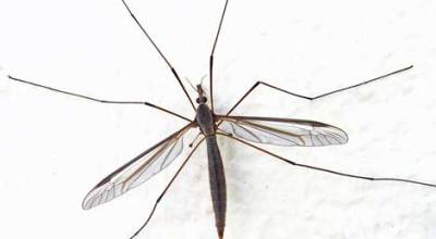 mosquito35673657