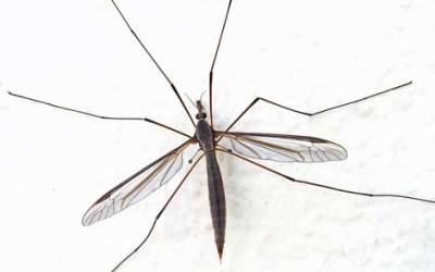 mosquito35673657