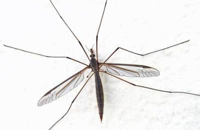mosquito35673657