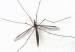 mosquito35673657