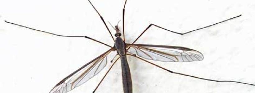 mosquito35673657