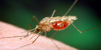 111220155147_mosquito_304x171_spl_nocredit