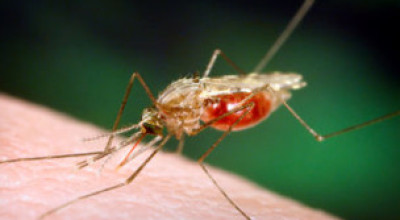 111220155147_mosquito_304x171_spl_nocredit
