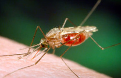 111220155147_mosquito_304x171_spl_nocredit