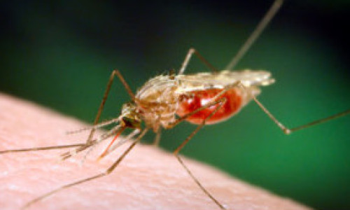 111220155147_mosquito_304x171_spl_nocredit
