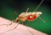 111220155147_mosquito_304x171_spl_nocredit