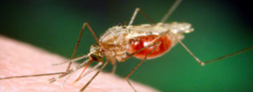 111220155147_mosquito_304x171_spl_nocredit