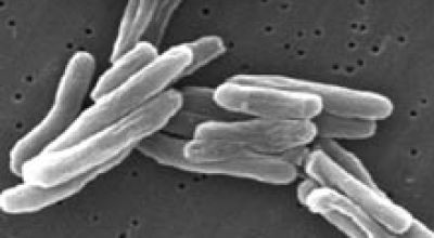 Mycobacterium_tuberculosis