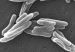 Mycobacterium_tuberculosis