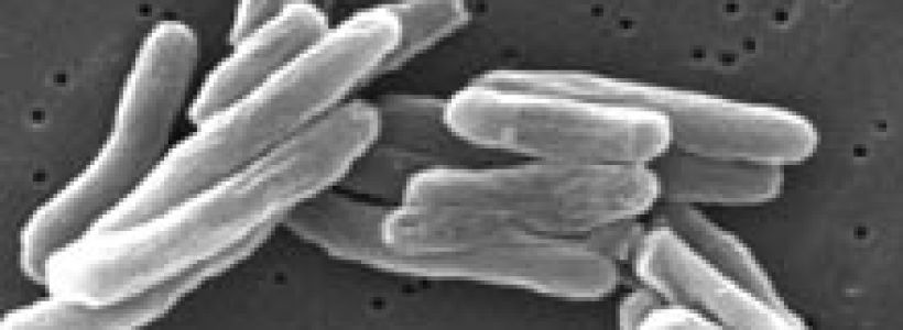 Mycobacterium_tuberculosis