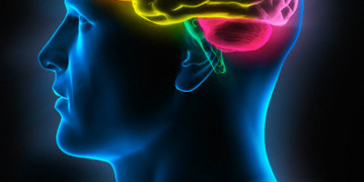 cerebro35y7g4bf2e38957y4o58