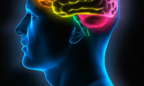 cerebro35y7g4bf2e38957y4o58
