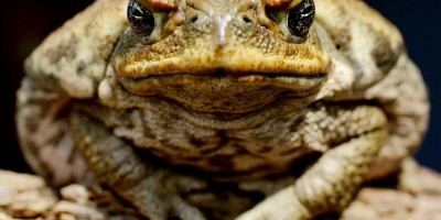toads-800x559